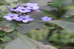 Eranthemum pulchellum